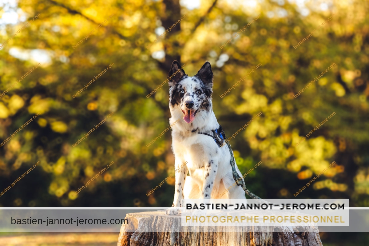 shooting photo chiens animaux nice r62 1799 bastien jannot jerome 2 bastien jannot jerome