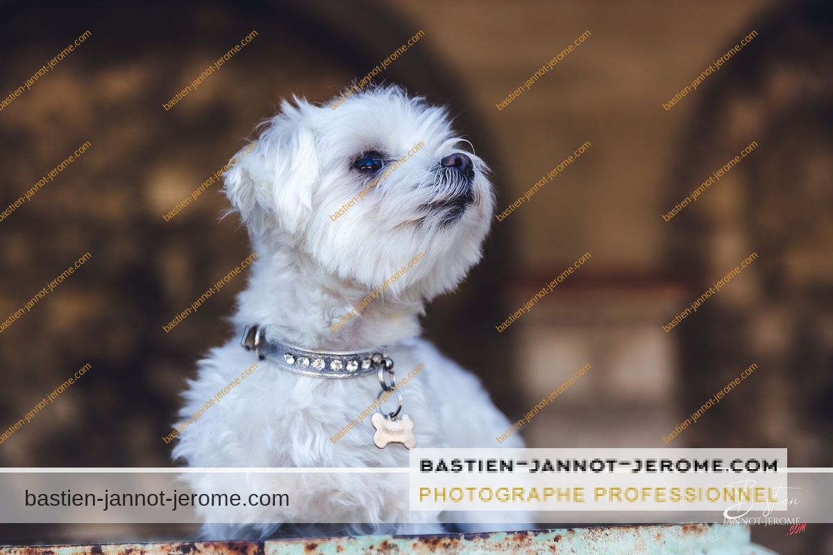 photographe portraits animaux antibes 3698 bastien jannot jerome bastien jannot jerome