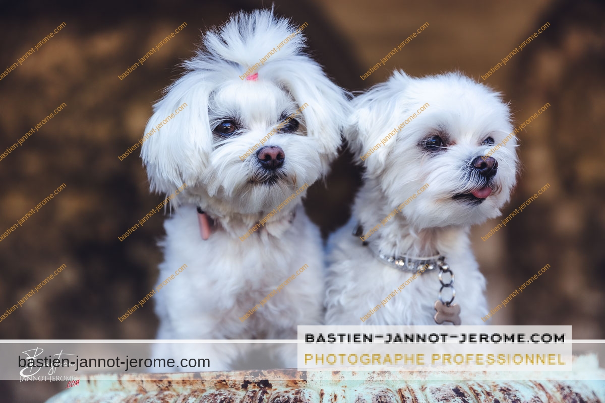 photographe portraits animaux cannes 3796 bastien jannot jerome watermark bastien jannot jerome