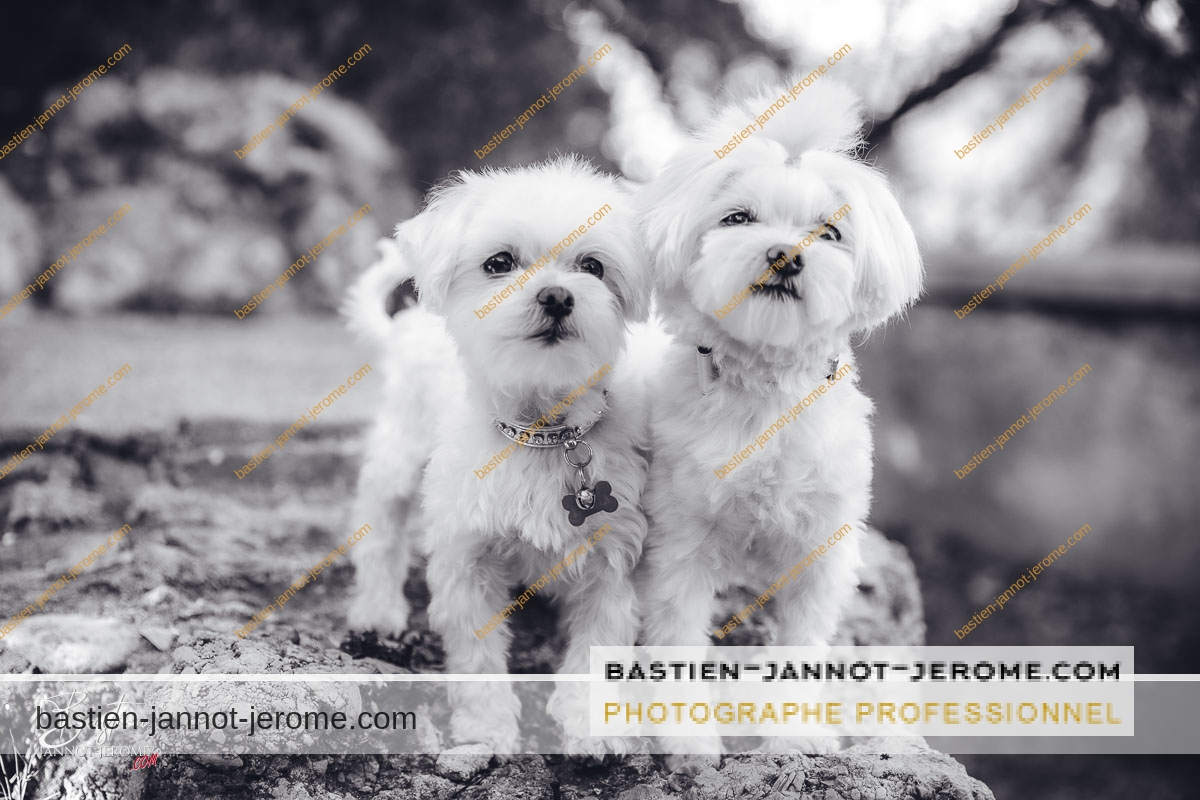 photographe portraits animaux grasse 4490 bastien jannot jerome watermark bastien jannot jerome