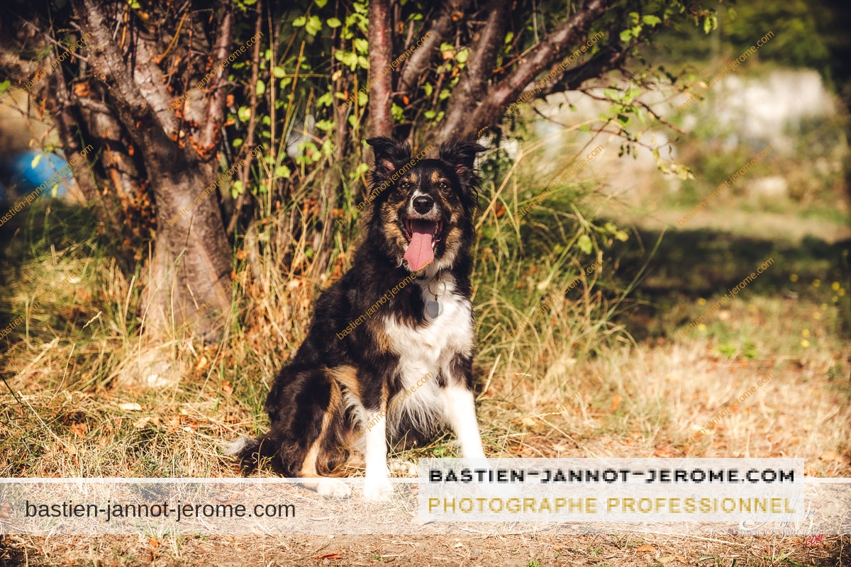 shooting photo animaux chiens nice 8154 bastien jannot jerome bastien jannot jerome